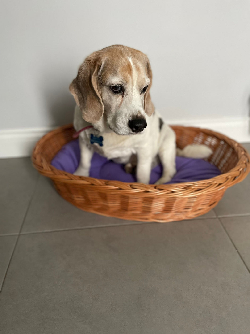 Wicker dog bed, dog bed, cat bed, cat basket, dog basket, available in 3 sizes