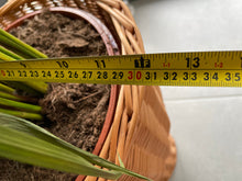 Load image into Gallery viewer, Wicker plant pot with base, Wicker flower pot, XL

